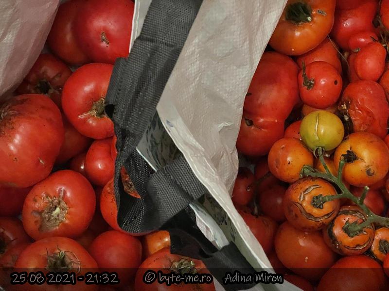 Rosii manate. Am incercat solutia minunata a stropitului cu lapte, iar pe langa mana, rosiile au fost mancate cu salbaticie si de limacsi