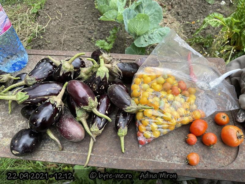 Vinete si rosii. Rosiile cherry de Badarlegi sunt si azi la noi in gradina (se autoinsamanteaza) – multumesc ECO Ruralis! 