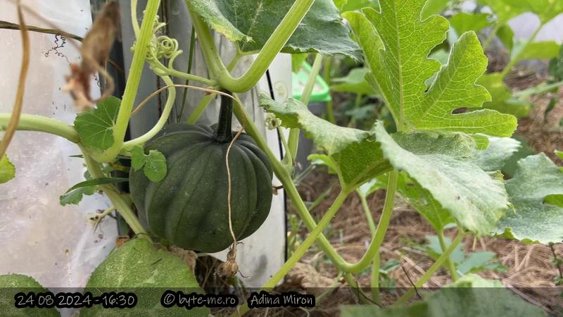 Dovleac spanzurat prin Solarul Mare